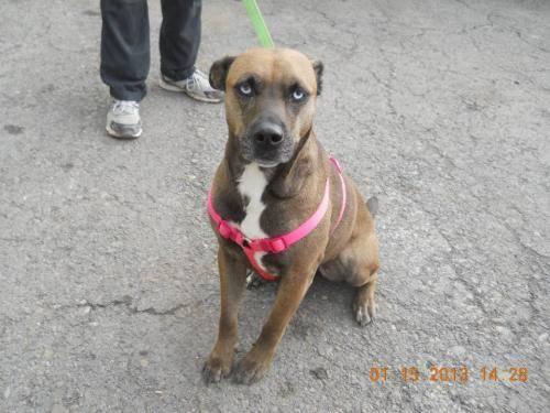 Pit Bull Terrier - Coco Chanel - Large - Adult - Female - Dog
