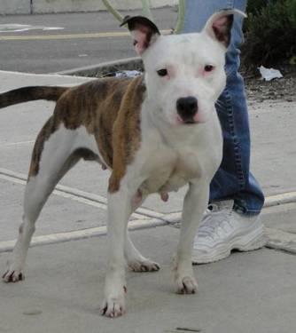 Pit Bull Terrier - Cookie - Medium - Young - Female - Dog