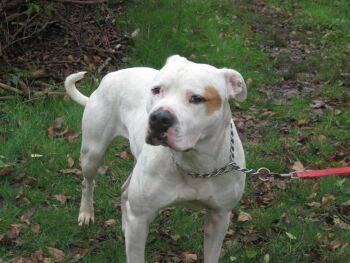 Pit Bull Terrier - Daisy - Large - Adult - Female - Dog