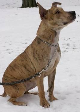 Pit Bull Terrier - Diamond - Medium - Adult - Female - Dog