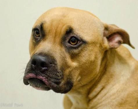 Pit Bull Terrier - Diva - Medium - Young - Female - Dog