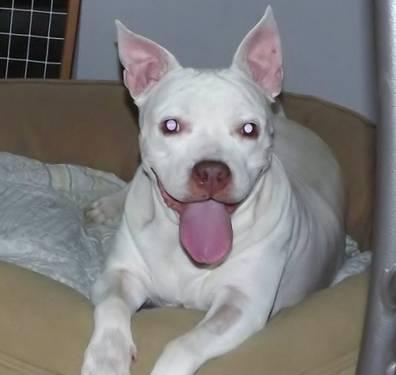 Pit Bull Terrier - Genevieve - Large - Adult - Female - Dog
