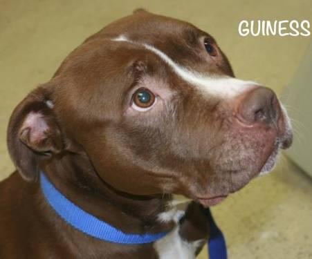 Pit Bull Terrier - Guiness - Large - Adult - Male - Dog