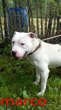 Pit Bull Terrier - Harper - Large - Young - Male - Dog