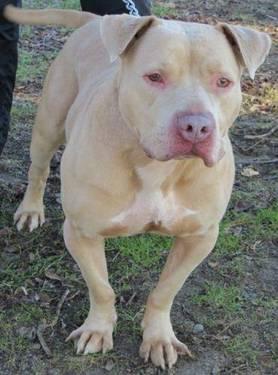 Pit Bull Terrier - Henry - Large - Adult - Male - Dog