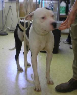 Pit Bull Terrier - Honey - Large - Young - Female - Dog