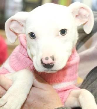 Pit Bull Terrier - Hope - Medium - Baby - Female - Dog