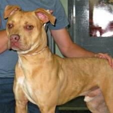 Pit Bull Terrier - Labatts - Large - Young - Male - Dog