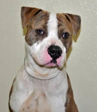 Pit Bull Terrier - Luther - Medium - Adult - Male - Dog