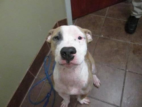 Pit Bull Terrier - Mickey - Adoption Pending! - Medium - Young