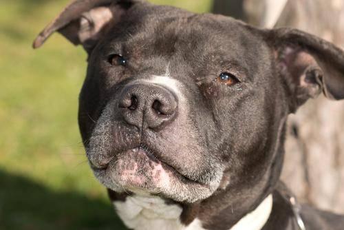Pit Bull Terrier - Mojo - Medium - Young - Male - Dog