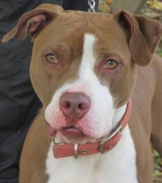 Pit Bull Terrier - Mr. D - Large - Young - Male - Dog