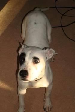 Pit Bull Terrier - Nala/adopted - Medium - Young - Female - Dog