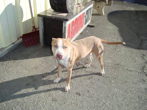 Pit Bull Terrier - Nala - Large - Young - Female - Dog