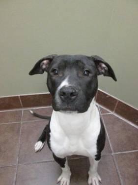 Pit Bull Terrier - Nick -- Adopted! - Large - Young - Male - Dog