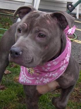 Pit Bull Terrier - Olivia - Medium - Young - Female - Dog
