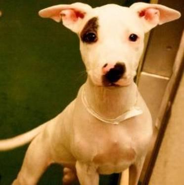 Pit Bull Terrier - Petey - Medium - Baby - Male - Dog