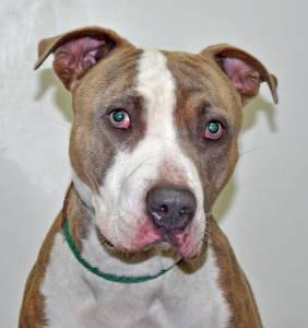 Pit Bull Terrier - Prince - Medium - Young - Male - Dog