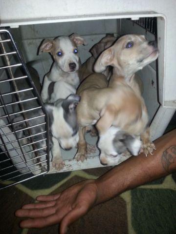 Pit bull terrier puppies for sale