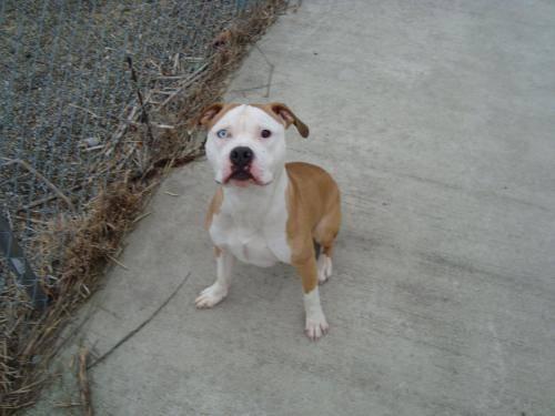 Pit Bull Terrier - Quiggley - Large - Adult - Male - Dog