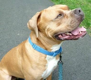 Pit Bull Terrier - Rex - Large - Adult - Male - Dog