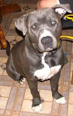 Pit Bull Terrier - Rock - Large - Young - Male - Dog
