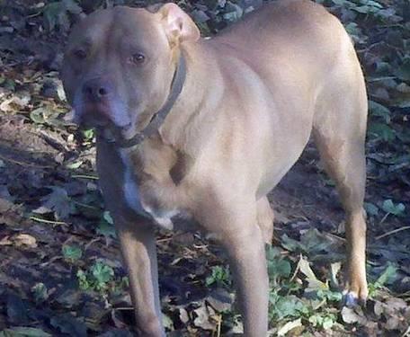 Pit Bull Terrier - Rudy - Large - Adult - Male - Dog