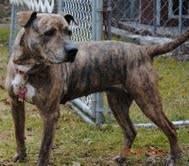 Pit Bull Terrier - Savannah - Large - Senior - Female - Dog