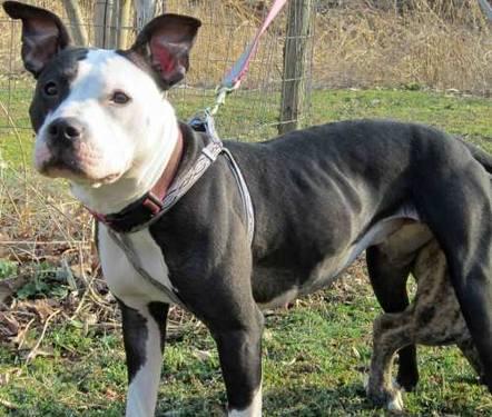 Pit Bull Terrier - Shelby - Medium - Young - Female - Dog