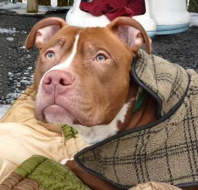 Pit Bull Terrier - Silas - Large - Young - Male - Dog