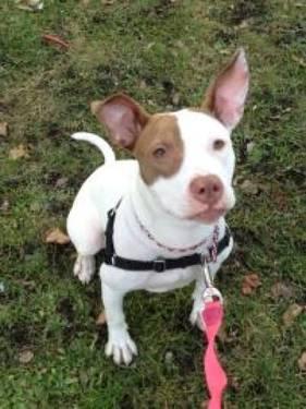 Pit Bull Terrier - Sugarloaf (foster) - Large - Baby - Female