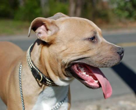 Pit Bull Terrier - Tyson - Large - Young - Male - Dog