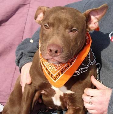 Pit Bull Terrier - Willie - Medium - Young - Male - Dog