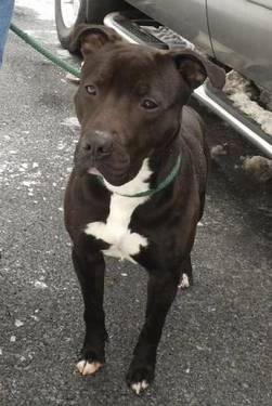 Pit Bull Terrier - Wrigley - Medium - Young - Male - Dog