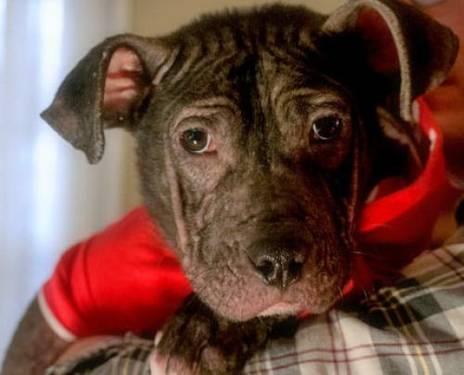 Pit Bull Terrier - Wyatt - Medium - Young - Male - Dog