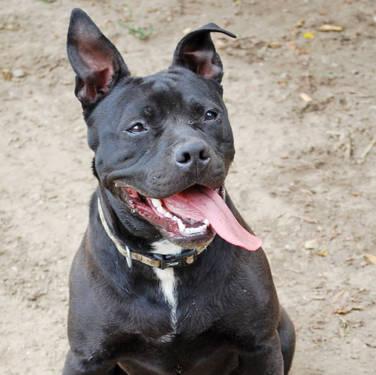Pit Bull Terrier - Xena - Medium - Young - Female - Dog