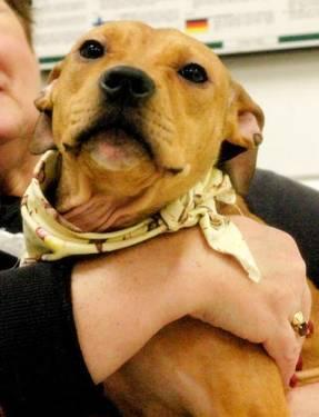 Pit Bull Terrier - Yandi - Large - Baby - Female - Dog