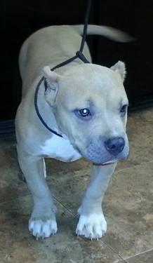 Pit Bull Terriers for sale