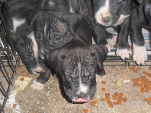 Pit/mastiff/grey hound mix puppies ready April 6th