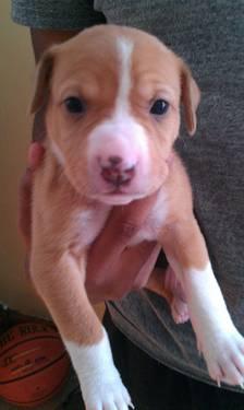Pitbull mastiff puppies 8 weeks