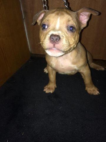 Pitbull puppies $500 call 914-689-1708 papers and shots