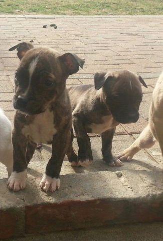 Pitbull puppies for sale - 8 weeks old
