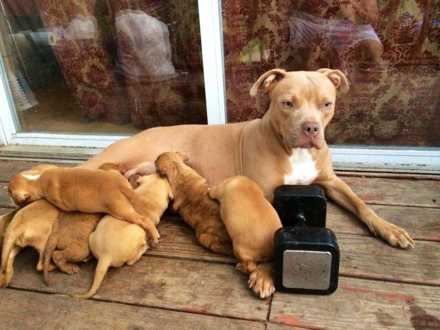 Pitbull puppies rednose