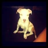 pitbull puppy 3 months old