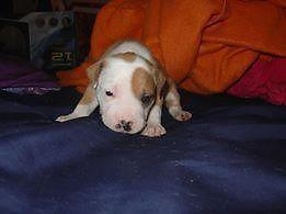 pittbull- 3 weeks old