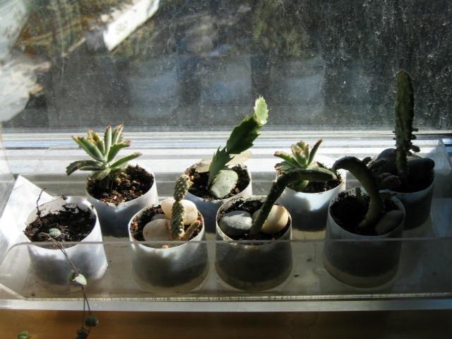 PLANTS group succulents $10 or individually; plant stand w/3 shelves