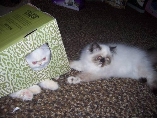 Playful and Healthy Himalayan Kittens