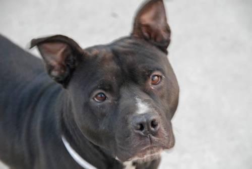 Playful easygoing male pitbull Willie in danger@Brooklyn kill shelter