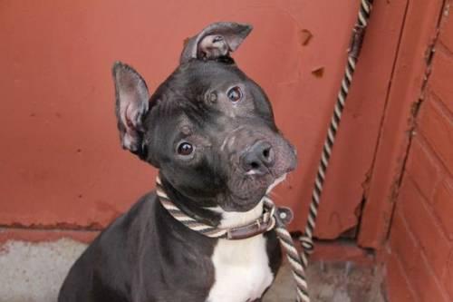 Playful friendly pitbull Rambo in danger@Brooklyn kill shelter
