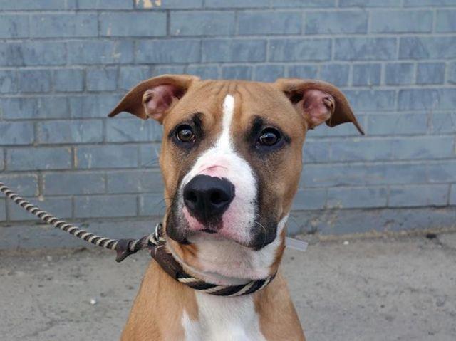 Playful loving pitbl/boxer pup Gambet in danger@Brooklyn kill shelter